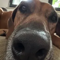 Foto weisser Hund liegt entspannt auf Hundedecke und schaut zum Fotografen